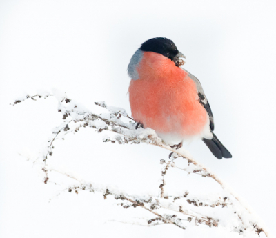 Winters plaatje van een goudvink. Geweldig om deze soort voor je lens te krijgen, zeker in winterse omstandigheden!