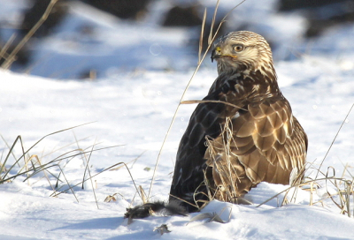 Rondje met de auto door de polder, en zie daar 2x buizerd bij elkaar met een prooi
Ik voorzichtig er naartoe , eerst 30 mtr toen nog een stukje 15 mtr en ze bleven allebij zitten, de auto vooruit geduwd voorzichtig en tot een meter of 8 en toen de rijstzak op de portier en fotograveren maar