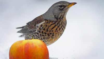 Op de voedertafel in de tuin. Zeer op z'n hoede. verjoeg wel alle andere vogels. Bewolkt en sneeuw.