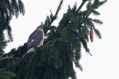 deze was op zoek naar een lekkere maaltijd, de kleine vogels waren op een paar tellen nergens nog te bespeuren nadat deze op zoek was naar een prooi