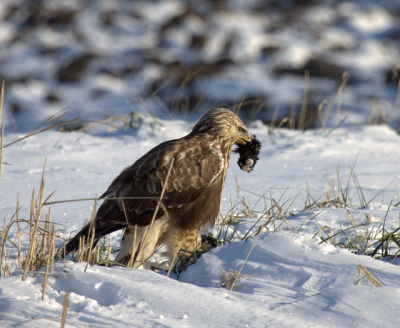 Gemaakt van uit de auto met camera op de rijstzak ,en de buizerd voorzichtig benaderd,en bleef gelukkig zitten omdat hij een prooi had.
