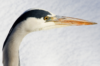Portret van een blauwe reiger in de winter. In de sloot langs de weg.