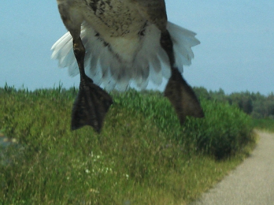 <i class='fa fa-user'></i> reneadelerhof | Grauwe Gans  <i class='fa fa-eye'> 645</i>   <i class='fa fa-comment-o'> 2</i>