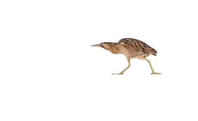 High key opname van dezelfde roerdomp als gisteren. Deze roerdomp zat op een eiland. Om te vissen moest hij een stuk bevroren water oversteken om bij een klein wak te komen.