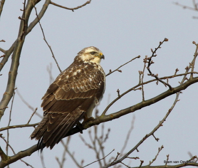 Door dikwijls de natuur/polder in te gaan kom je vaak een Buizerd tegen, zoals deze in de boom.
Voorzichtig benaderen en geluk hebben dat hij blijft zitten