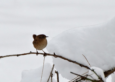 Wat blijft het toch een lastig vogeltje om goed op de foto te krijgen.