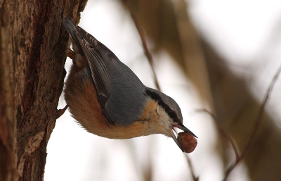Eerdere foto bevatte erg veel ruis. Nu een nieuwe poging en geprobeerd het ruis te beperken. Ik hoop dat het gelukt is. De vogel was druk met zijn voedsel bezig, stopte het klem in de boomschors en tikte het nootje open om vervolgens de inhoud op te eten.