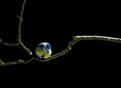 Sinds kort het leuke van vogelfotografie ontdekt.
Normaal gesproken doe ik alleen aan macrofotografie,maar in de winter is daar niet veel in te doen voor mij.
Ik hou er van om met flitsers te werken.
Of dat in de smaak zal vallen weet ik niet.
Dat laat ik aan jullie over:)


Vriendelijke Groet,
leon Baas