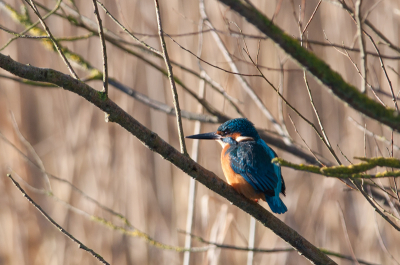 Ik had de ijsvogel al een paar keer gezien, maar het was veel te somber weer. Hij ging steeds op dezelfde tak zitten. Vandaag scheen de zon volop en ik had me achter een struik verscholen, zodat ik een mooie foto kon maken. Echter, de ijsvogel kwam van de andere kant aangevlogen en ging op een andere tak zitten, helaas gedeeltelijk tegen de zon in. Uiteindelijk viel het resultaat toch nog mee.