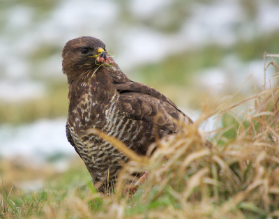 Het was een grijze dag vandaag. Toch wilde ik er nog even op uit. Uiteindelijk reed ik bijna deze buizerd voorbij die aan een verlate kerstmaaltijd bezig was. Waarschijnlijk was de haas aangereden maar dat maakte voor de buizerd en kraaien niks uit.