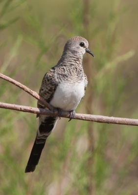 Deze "Damen" want zo mag je dit mooie duifje wel noemen was samen met het mannetje. Dit was voor mij de eerste keer dat ik het stelletje prachtig kon fotograferen en was blij met het resultaat.