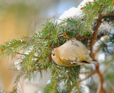 Deze foto heb ik gemaakt tijdens een wandeling op 1ste Kerstdag. Er zat een groepje goudhanen en kuifmezen laag in de sparren. Deze foto van deze beweeglijke beestjes was de enige die nog enigszins geslaagd was. Ik was tenminste tevreden, 1/50 (bij ISO 800) vanuit de hand bij zulke ADHD-vogeltjes en dan nog redelijk scherp.