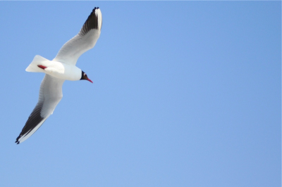 Foto genomen in haven van terschelling in ochtend van zomerse dag.