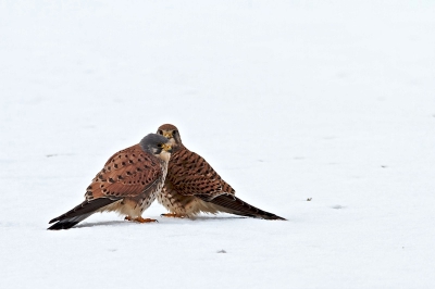 Elkaar wat bemoedigen en verwarmen in de sneeuw, want met de nog 30 cm laag sneeuw hier, zijn er weinig muisjes te zien.