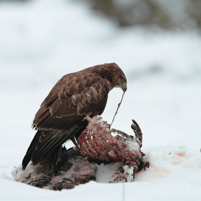 Een buizerd zat van een reenkadaver te knabbelen. Een tijdje later kwam er een andere langs die zijn deel opeiste....