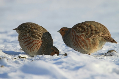 Nog een upload van mijn Kerstcadeautje (Patrijzen in de sneeuw).
Door de sneeuw en gladheid was er geen verkeer en heb ik ongeveer een half uur kunnen genieten van deze patrijzen die redelijk dicht langs de weg naar wat eetbaars aan het zoeken waren.
Het was een groep van zes stuks.