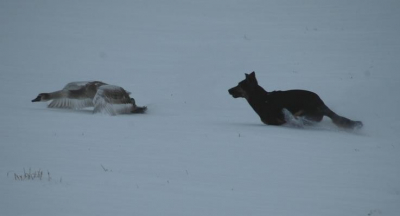 Op een besneeuwd landschap lag deze jonge zwaan al een hele tijd roerloos. Omdat het ijs op de sloten mijn gewicht niet konden houden heb ik mijn Duitse Herder (die goed onder appl staat) polshoogte laten nemen om te kijken of de zwaan wel in orde was en of ik verder actie moest ondernemen (dierenambulance bellen). De zwaan vloog gezond en wel op en de hond stopte bij het bevel "blijf", eind goed al goed.