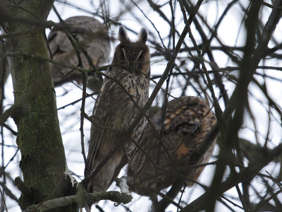 Door vrienden getipt gaf mij de eerste mogelijkheid voor het fotograferen van ransuilen in het wild.
Hier n van de acht die we zagen rusten, omringd door nog 2.