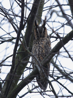 Door vrienden getipt gaf mij de eerste mogelijkheid voor het fotograferen van ransuilen in het wild.
Hier n van de acht die we zagen rusten
