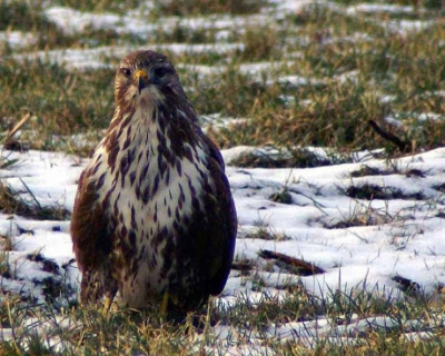 Veel roofvogels gezien,dit was de mooiste.  Het was de eerste keer dat ik de converter heb gebruikt, dit moet wel wennen.