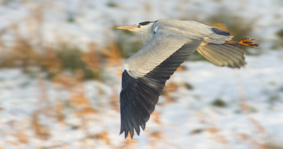 Blauwe reigers had ik nog niet vaak vliegend gefotografeerd, althans niet vanaf de zijkant of recht op mij af. Meestal vliegen ze van mij af, maar deze kwam recht op mij af en wende op het laste moment af. Helaas had ik de camera nog op overbelichten staan omdat ik in de sneeuw fotografeerde. Daardoor was enkel deze opname scherp. Wil hem toch met jullie delen.