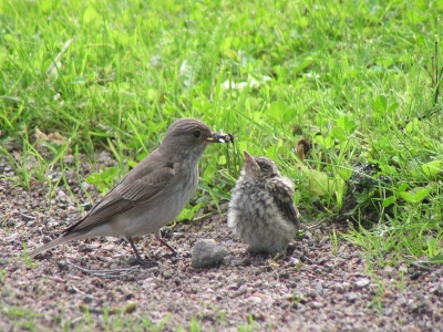 De jonge grauwe vliegenvangers zijn uitgevlogen, dat betekent dat her en der op de begraafplaats hier in Uppsala hoopjes veertjes zitten die zich niet verroeren als je er bijna op gaat staan.