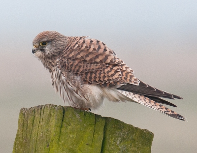 Vanmorgen in de behoorlijke mist en grijze wolkenmassa bleef deze valk mij gewoon volgen en ging zelfs vlakbij de auto zitten.