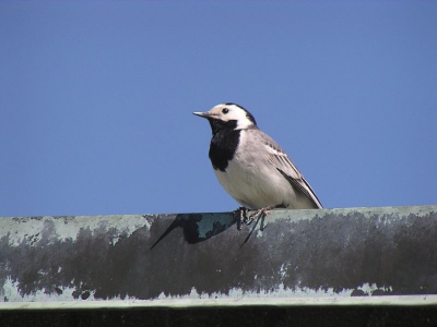 Deze witte kwikstaart was heel goed te benaderen toen hij lekker van het ochtendzonnetje aan het genieten was