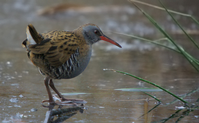 De waterral liet zich vaak zien, ondanks het grauwe mistige weer en de belachelijke sluitertijden lukte het ook nog om behoorlijke foto's te maken. 1/60 op iso 800