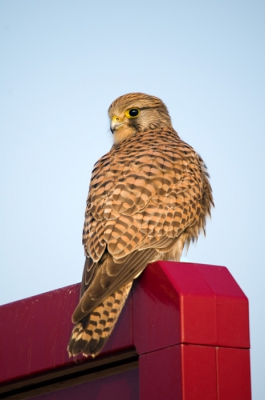 Dit was mijn laatste torenvalk van dit jaar.
Nadat hij eerst vanaf de paal op de grond dook ging hij een klein stukje verderop weer zitten.
Hij bleef toen net lang genoeg zitten om hem toch op de foto te zetten.

Gr. Andr.