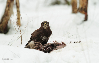 Dezelfde buizerd die knabbelde van hetzelfde reenkadaver op een iets minder sombere dag. Vanuit schuilhutje op een tiental meter. Hij zag nog hoorde me maar toch was hij argwanend.
