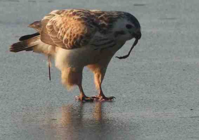 ik vond het een mooi moment, een buizerd komt aangevlogen en blijkt een kikker verschalkt te hebben
plaats: oostvaardersplassen, kijkhut bij observatiecentrum