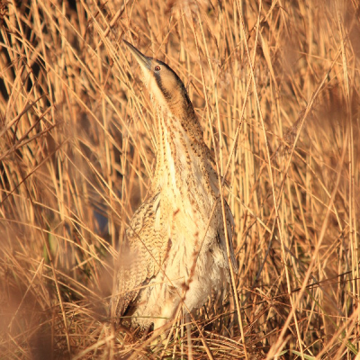 Eindelijk na lange tijd de mogelijkheid gehad om even de natuur in te gaan. Breekt om 12.00uur de zon door. Komt er een, lijkt wel kandidate voor benelux next top model langs :-) en zit ik ook nog op de goede plek.

Ik had niet eerder een roerdomp op de foto mogen vastleggen. Ik ben hier wel tevreden mee. Helaas zat er nog wat riet in de weg. Maar eerst even maaien zit er ook niet in. Soms moet je tevreden zijn met wat je kan krijgen. Ik ga in elk geval goed het nieuwe jaar in.