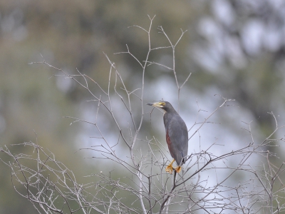 Deze reiger zat rustig in een boompje naast een waterplas in het Bwatwata National Park.