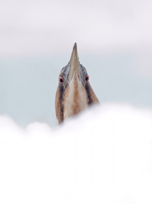 Ik wens iedereen een mooi, gezond en alert nieuwjaar toe met veel adembenemende fotomomenten!