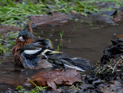 Vink in bad even gekeken of er al veel foto's op de site staan van een vink in bad. Dat was dus niet het geval , vandaar mijn plaatsing. De eerste van het jaar.