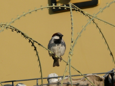 Camp PRT Feyzabad, Badakshan, Northeast Afghanistan
Back in Breeding Area