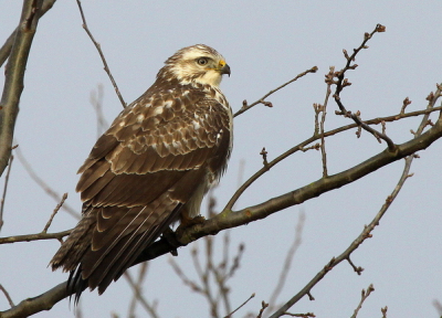 Foto gemaakt vanuit de auto op een rijstzak, geluk dat de vogel bleef zitten, later heb ik van deze vogel in een andere boom nog een paar foto's gemaakt.