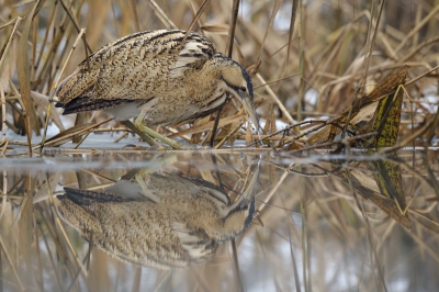 Deze foto van de Roerdomp heb ik gemaakt met een Nikon D3S en een sigma 300-800mm op mijn buik op het ijs. Er was heel veel mist dus de lichtomstandigheden waren verre van ideaal