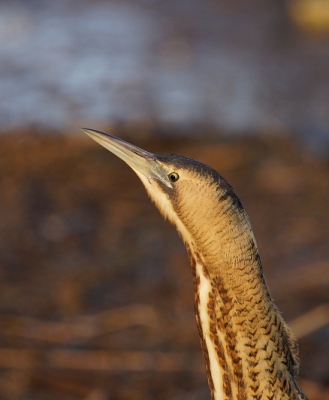mijn eerste  foto van een roerdomp, gelijk ook maar mijn eerste foto op birdpix.