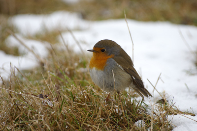 kwam deze tegen met het doornemen van mijn bestanden, blijven leuke vogels om te fotograferen. de contrasten van deels sneeuw en gras vindt ik persoonlijk wel mooi, deze was ook niet schuw moest zelfs een stapje naar achteren om hem er goed op te krijgen.