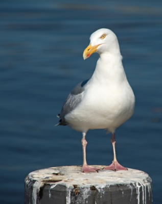 Deze meeuw ging er effe voor zitten. Door het water op de achtergrond, komt hij mooi uit