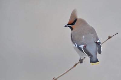 Een korte tijd hebben er 2 pestvogels in een kleine woonwijk in Almere gezeten. Ik vond de kleur van de achtergrond (gele bakstenen) wel mooi bij de vogel passen.