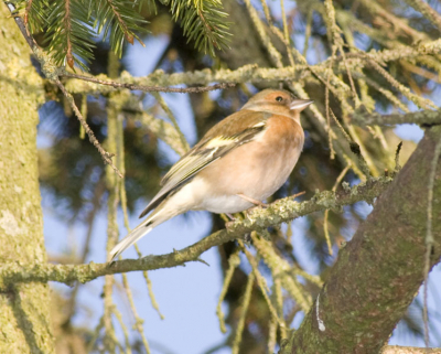Genomen op een koude winterse dag in de binnenstad van Leeuwarden.
Geplaatst omdat ik niet wist wat voor vogel het was(beginner)