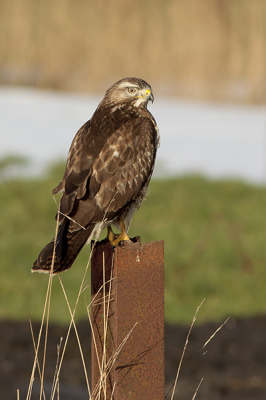 Vandaag nog even op buizerd jacht geweest, deze bleef eindelijk eens een keer zitten! Foto genomen vanuit de mobiele kijkhut.