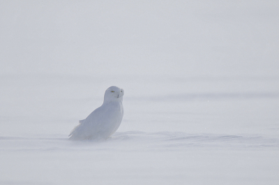 Adult mannetje sneeuwuil.
Liggende op de grond bij -28C tijdens een sneeuwstorm.
Na 10 minuten was mijn fotorugzak verdwenen onder de sneeuw...

Manu