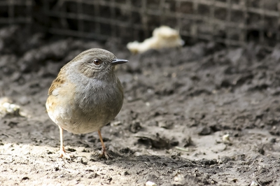 deze mus komt voor het kippen voer. vind hij lekker!! verschuild tussen de bosjes en bomen gemaakt