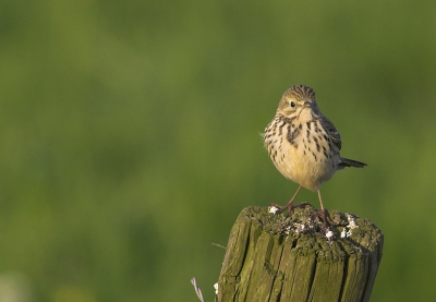 Heel pienter vogeltje wat even poseerde terwijl ik mijn werk deed. Geschoten in "the golden hour".

[Canon 100-400 F4.5L @ 400mm F8]