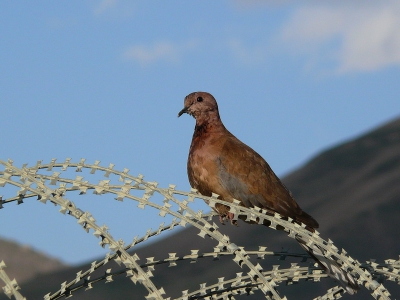 For all birds in Afghanistan it's no problem to sit on militarywire.