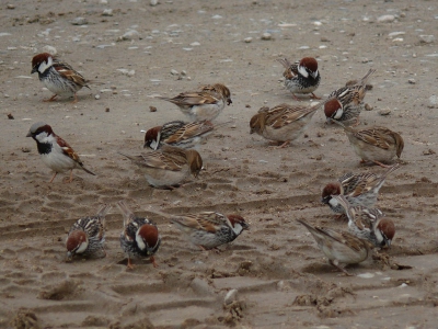 Spanish sparrows only resting  in  Badakshan on the way to north. Spanish sparrow arrive Feyzabad 14 day after House sparrows.